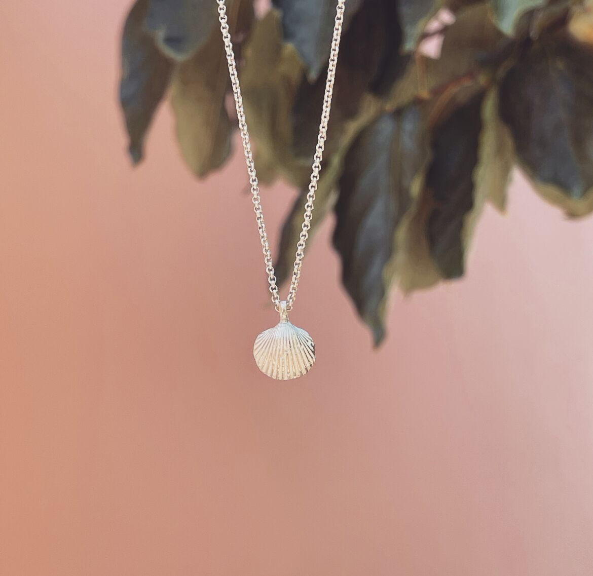 Shell No.6